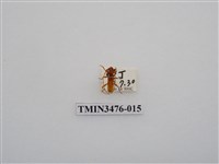 藏品(長角姬天牛)的圖片